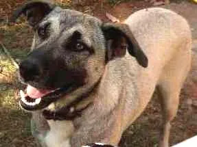 Cachorro ra a Viralata idade 1 ano nome Mona