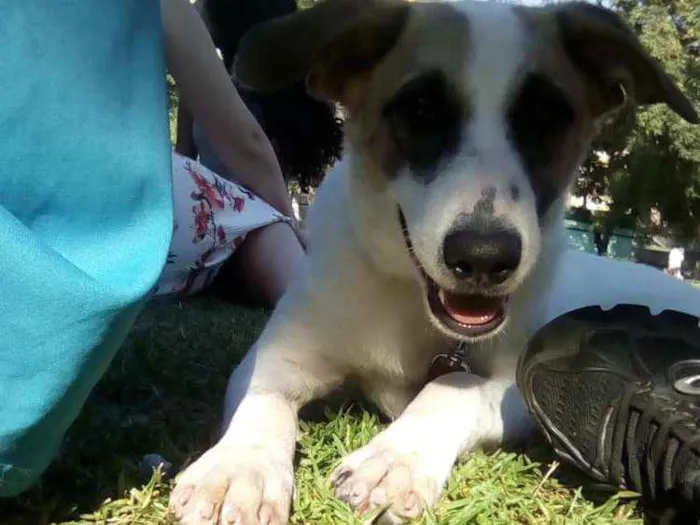Cachorro ra a Canina idade 2 a 6 meses nome Mike