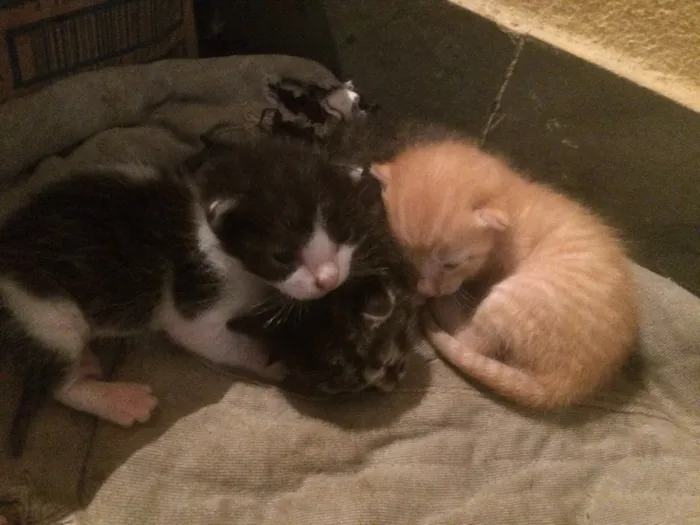 Gato raça Não identificada idade Abaixo de 2 meses nome Não possui nomes 