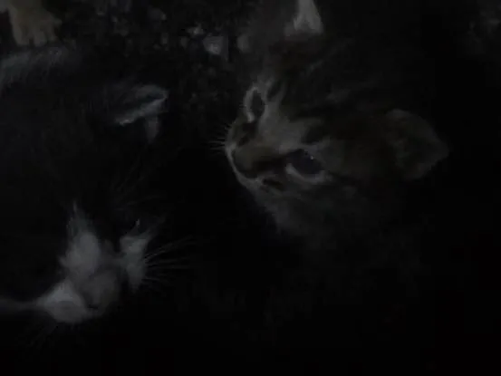 Gato raça Não identificada idade Abaixo de 2 meses nome Não possui nomes 