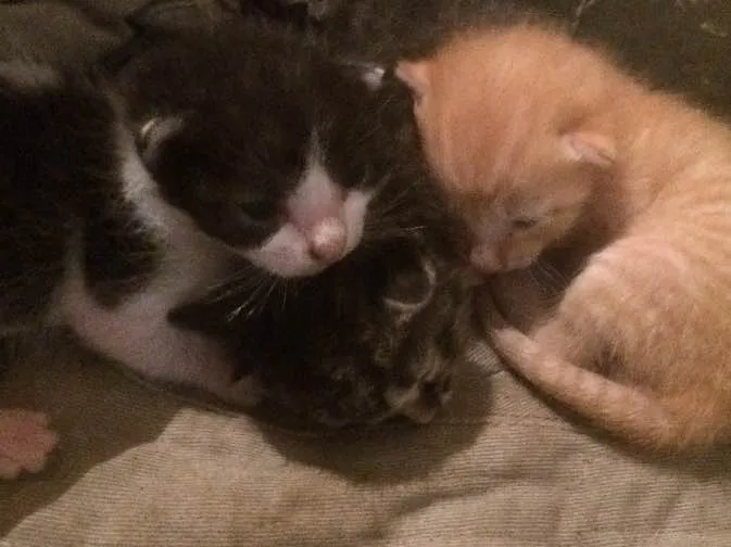 Gato raça Não identificada idade Abaixo de 2 meses nome Não possui nomes 