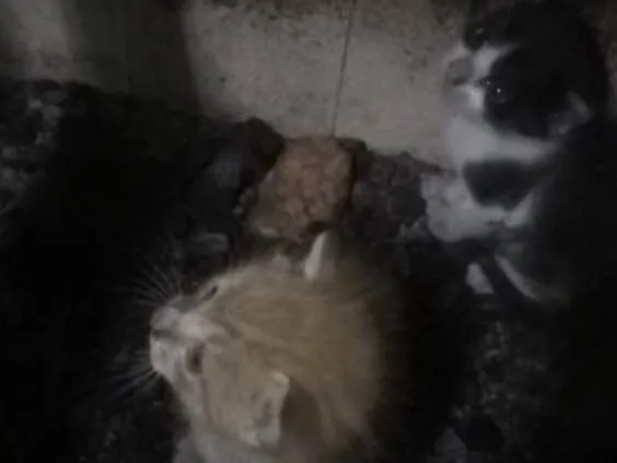 Gato raça Não identificada idade Abaixo de 2 meses nome Não possui nomes 