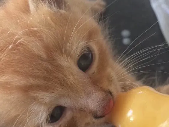 Gato raça Não identificada idade Abaixo de 2 meses nome Não possui nomes 