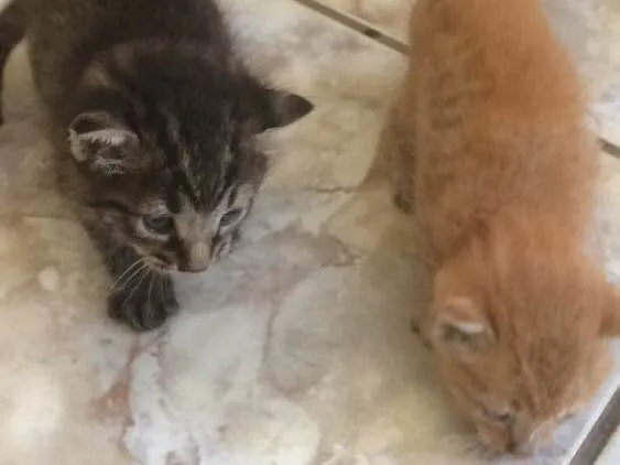 Gato raça Não identificada idade Abaixo de 2 meses nome Não possui nomes 