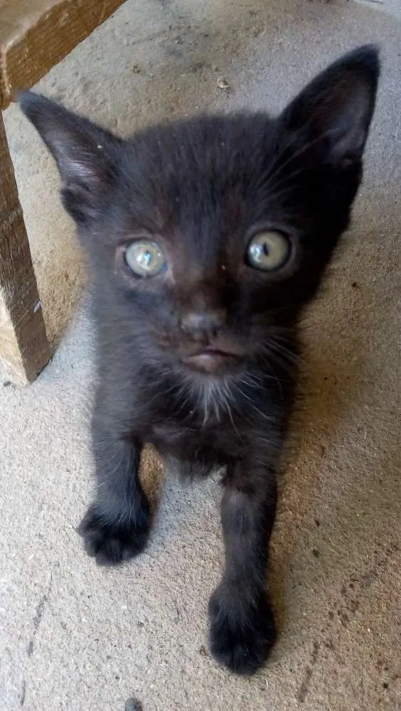 Gato raça  idade Abaixo de 2 meses nome Gatinhos