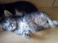 Gatinhos