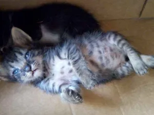Gato raça  idade Abaixo de 2 meses nome Gatinhos