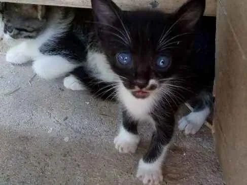 Gato raça  idade Abaixo de 2 meses nome Gatinhos