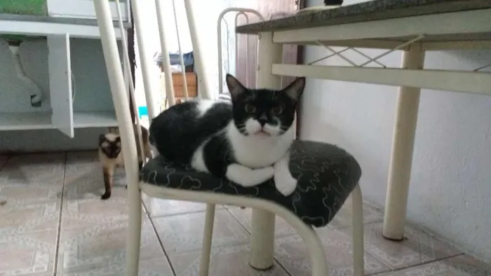 Gato ra a Não sei idade 1 ano nome São vários, não sei