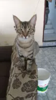 São vários, não sei