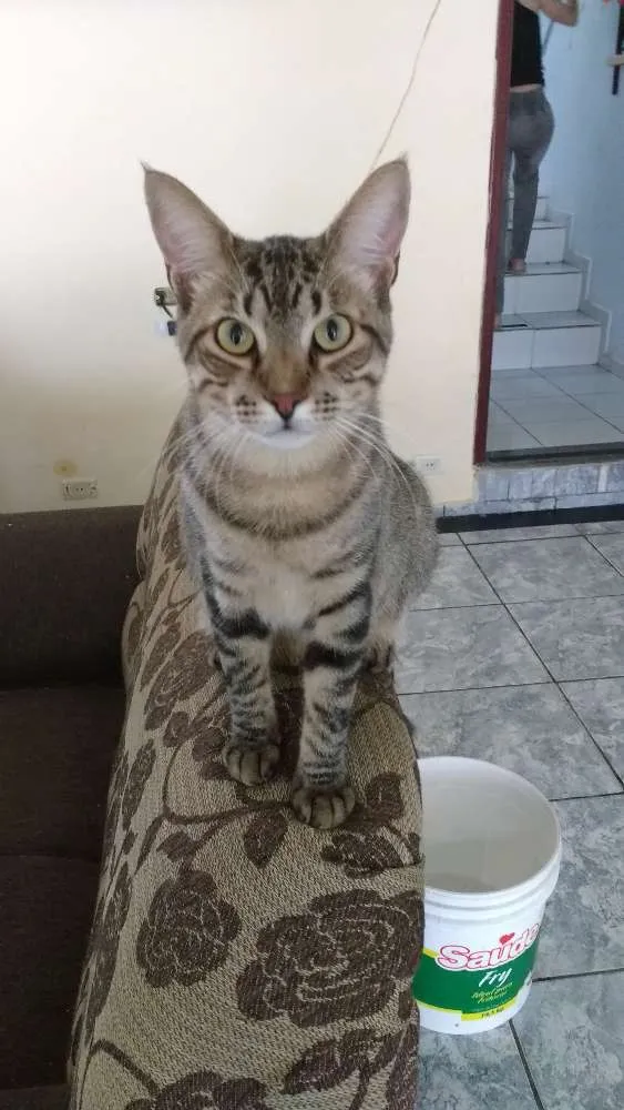 Gato ra a Não sei idade 1 ano nome São vários, não sei