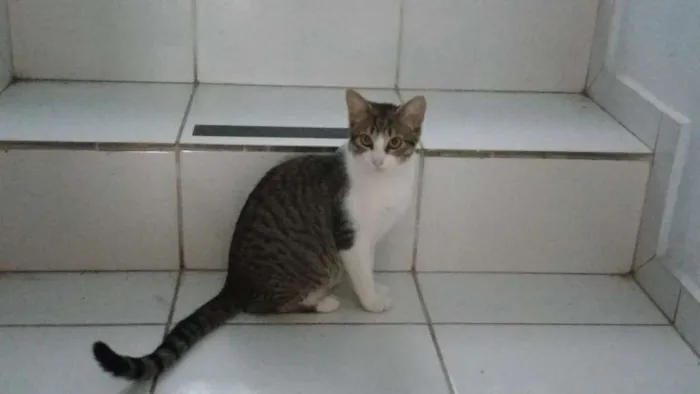 Gato ra a Não sei idade 1 ano nome São vários, não sei