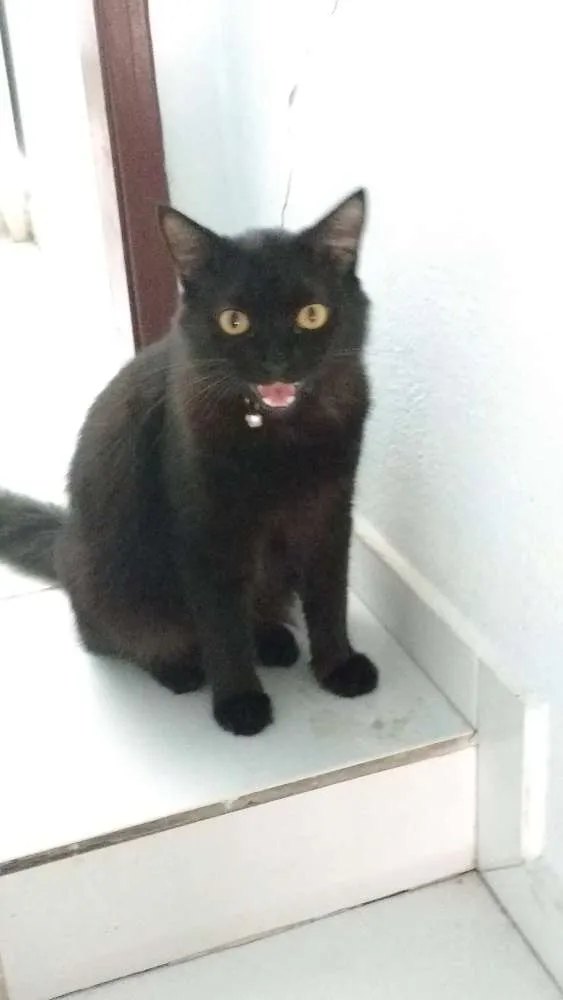 Gato ra a Não sei idade 1 ano nome São vários, não sei