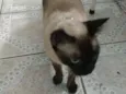 São vários, não sei