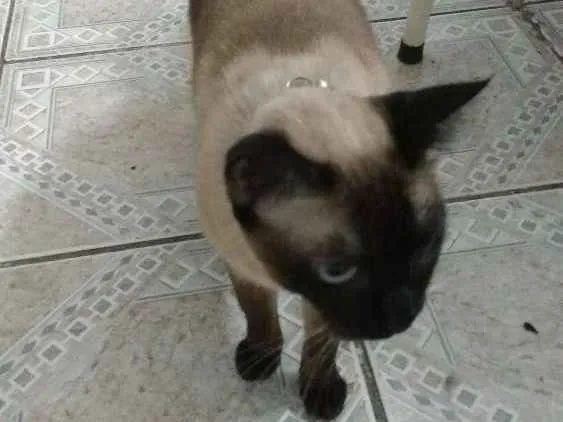 Gato ra a Não sei idade 1 ano nome São vários, não sei