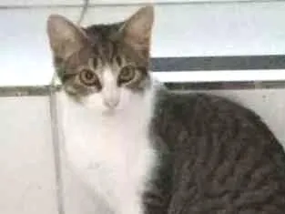 Gato ra a Não sei idade 1 ano nome São vários, não sei
