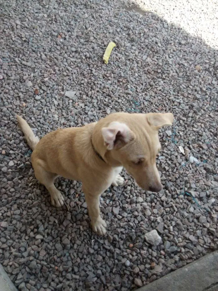 Cachorro ra a Pitbull com vira lata idade 2 a 6 meses nome Pandora