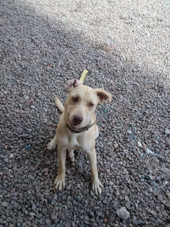 Cachorro ra a Pitbull com vira lata idade 2 a 6 meses nome Pandora
