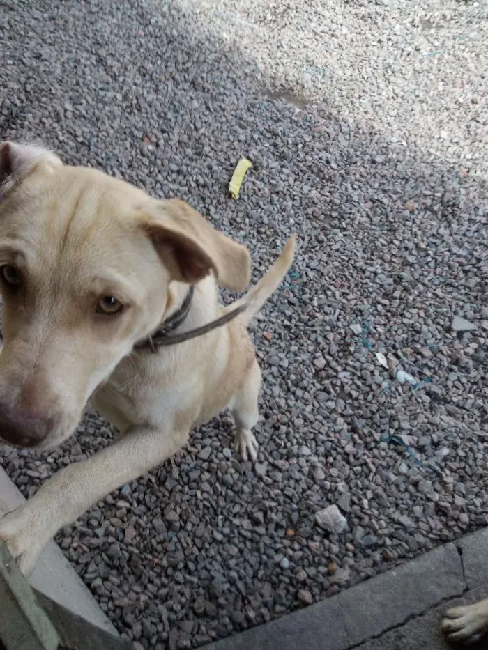 Cachorro ra a Pitbull com vira lata idade 2 a 6 meses nome Pandora
