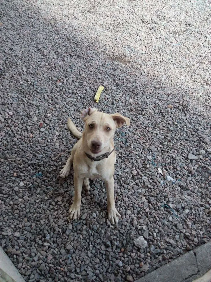 Cachorro ra a Pitbull com vira lata idade 2 a 6 meses nome Pandora