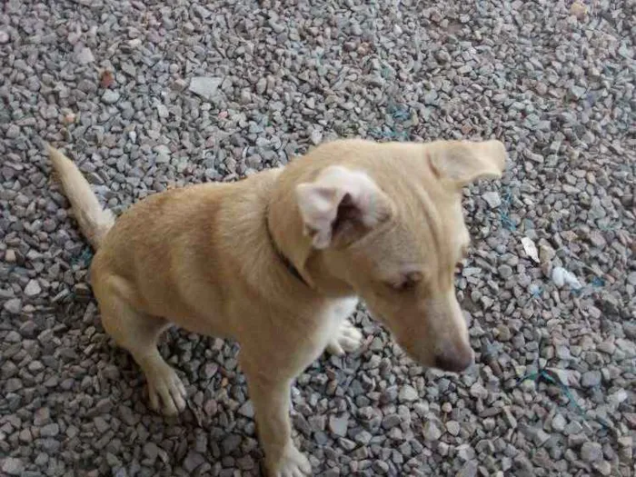 Cachorro ra a Pitbull com vira lata idade 2 a 6 meses nome Pandora