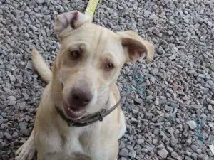Cachorro raça Pitbull com vira lata idade 2 a 6 meses nome Pandora