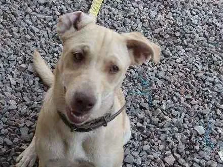 Cachorro ra a Pitbull com vira lata idade 2 a 6 meses nome Pandora