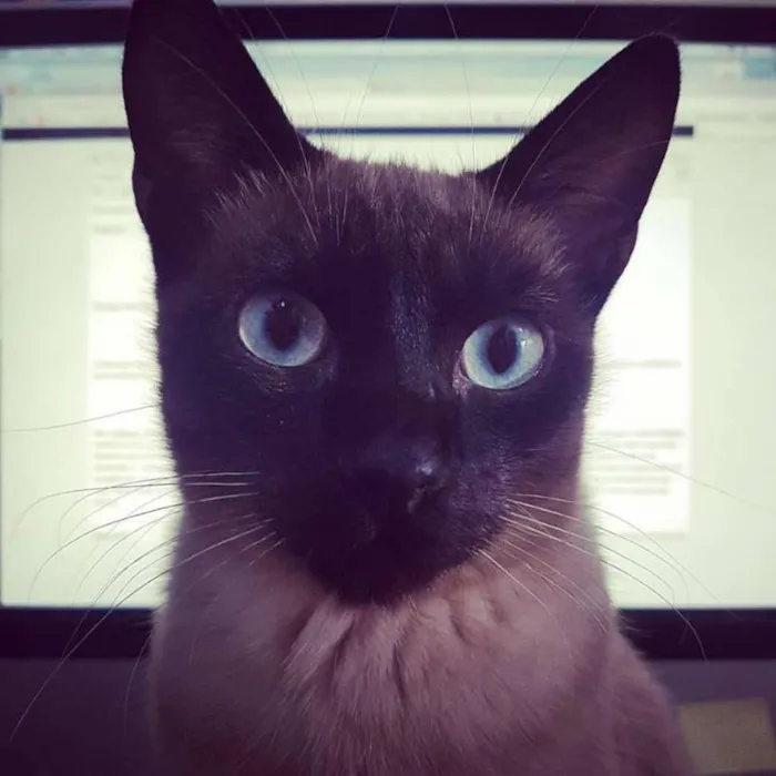 Gato ra a Siamês com Viralata idade 1 ano nome Lourenço
