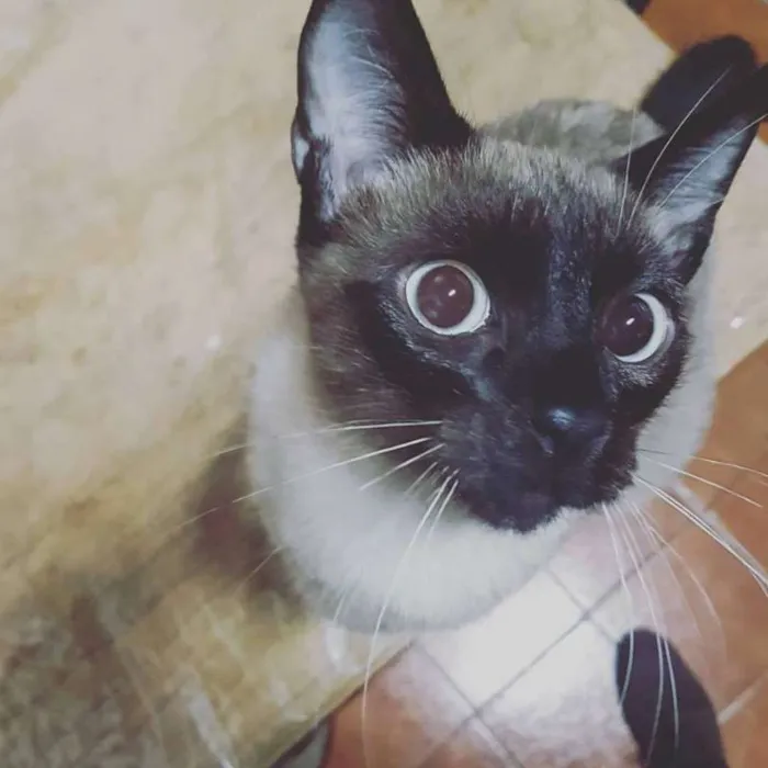 Gato ra a Siamês com Viralata idade 1 ano nome Lourenço