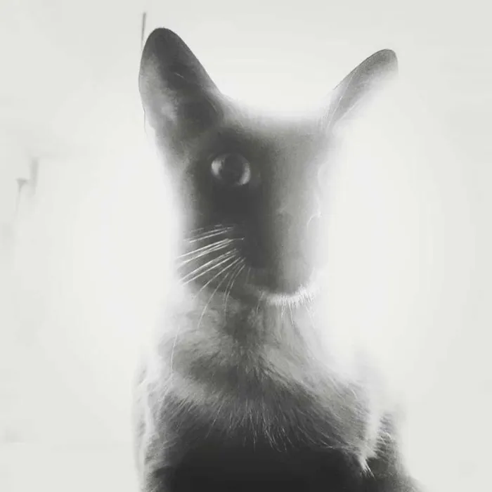 Gato ra a Siamês com Viralata idade 1 ano nome Lourenço