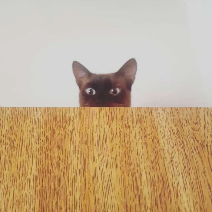 Gato ra a Siamês com Viralata idade 1 ano nome Lourenço