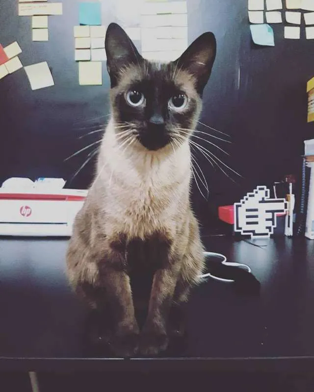 Gato ra a Siamês com Viralata idade 1 ano nome Lourenço