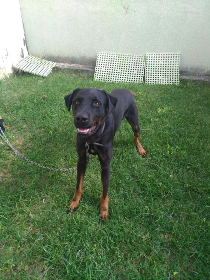 Cachorro ra a  rottweiler americano idade 2 anos nome Prince