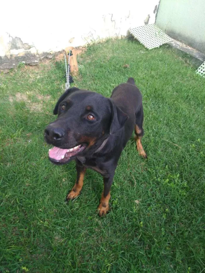 Cachorro ra a  rottweiler americano idade 2 anos nome Prince