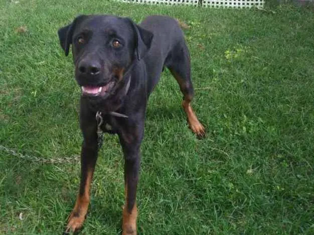 Cachorro ra a  rottweiler americano idade 2 anos nome Prince