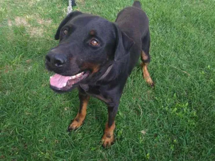 Cachorro ra a  rottweiler americano idade 2 anos nome Prince