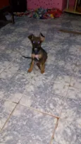 Lilica