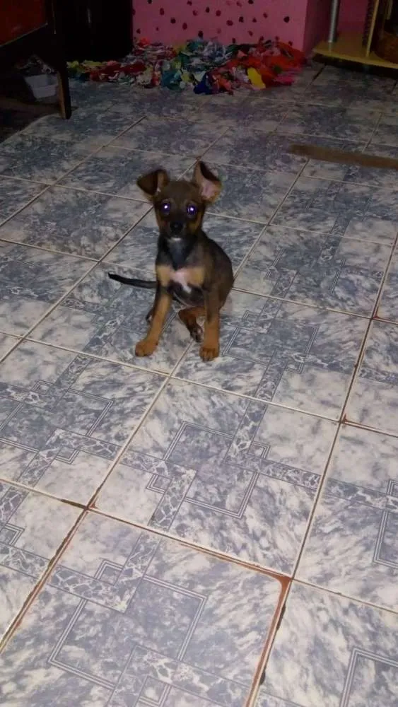 Cachorro raça Indefinido idade 2 a 6 meses nome Lilica