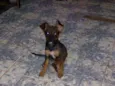 Lilica