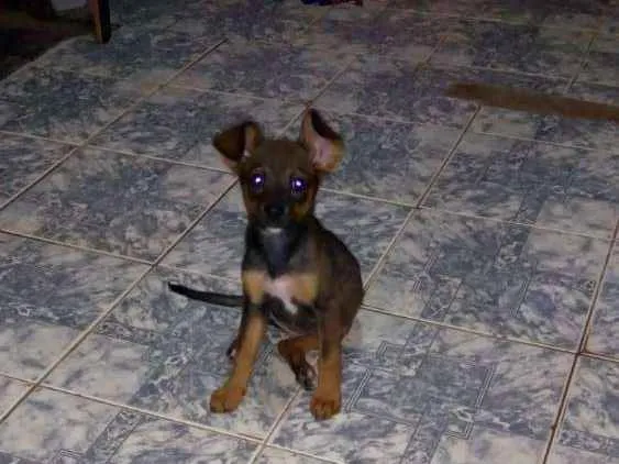 Cachorro raça Indefinido idade 2 a 6 meses nome Lilica