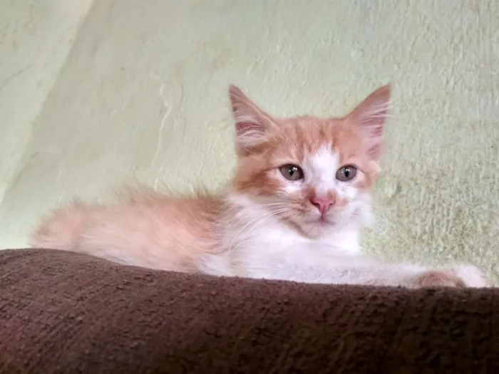 Gato raça Indefinida  idade 2 a 6 meses nome Ainda não tem none