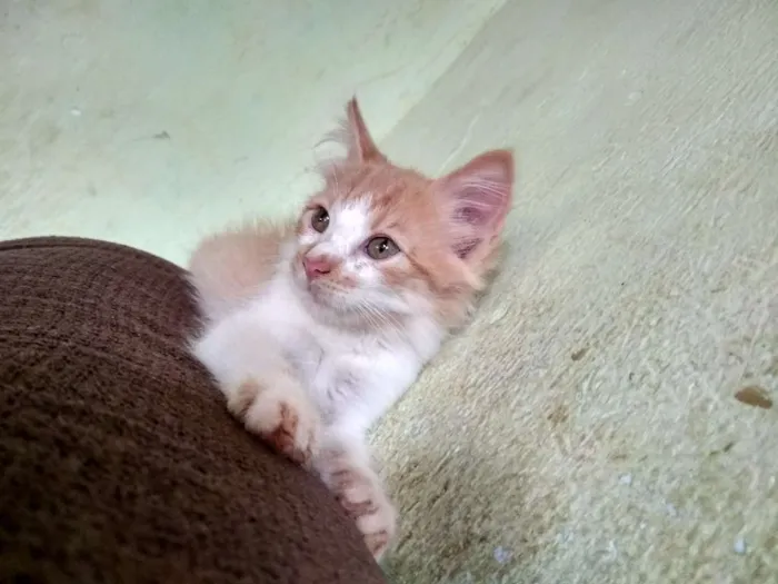 Gato raça Indefinida  idade 2 a 6 meses nome Ainda não tem none