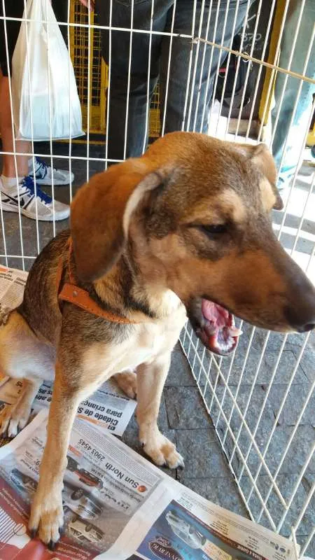 Cachorro ra a SRD idade 2 anos nome Yuri