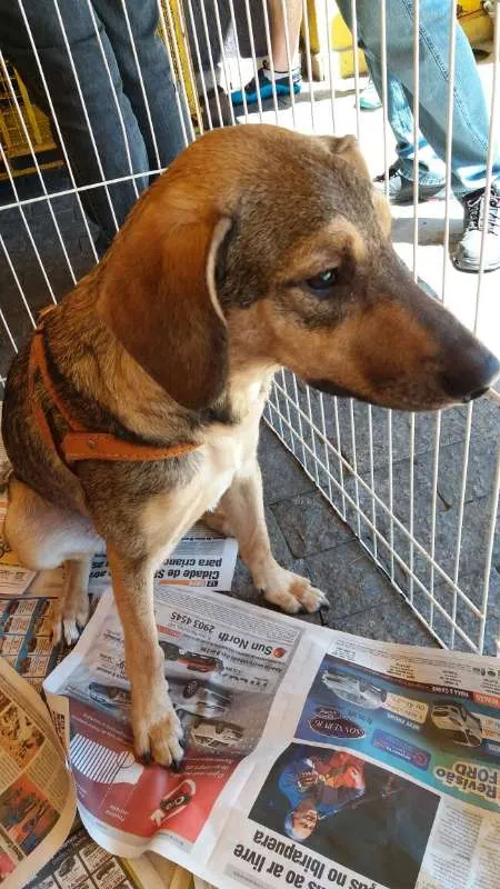 Cachorro ra a SRD idade 2 anos nome Yuri