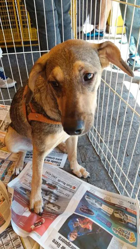 Cachorro ra a SRD idade 2 anos nome Yuri