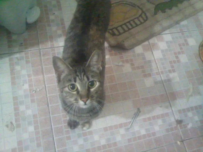 Gato ra a SRD idade 2 anos nome Cherry
