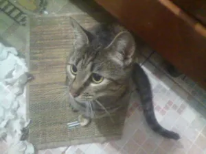 Gato raça SRD idade 2 anos nome Cherry