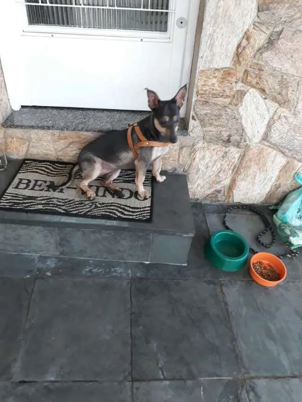 Cachorro ra a SRD idade 3 anos nome Maya