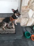 Maya