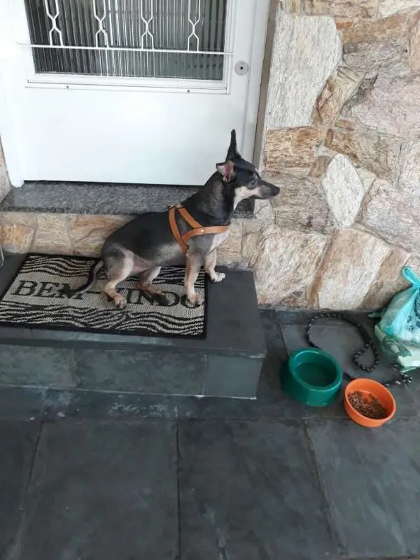 Cachorro ra a SRD idade 3 anos nome Maya